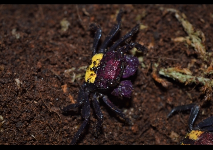 Geosesarma tricolor - Tricolor Vampire Crab 7 left