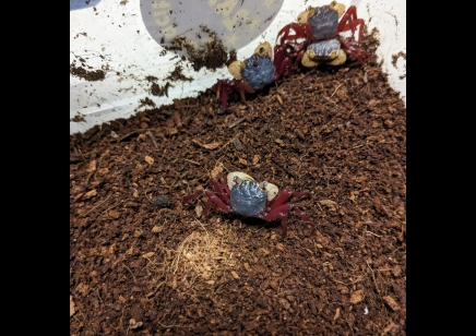 Geosesarma pontianak - White Mandarin Vampire Crab 11 left