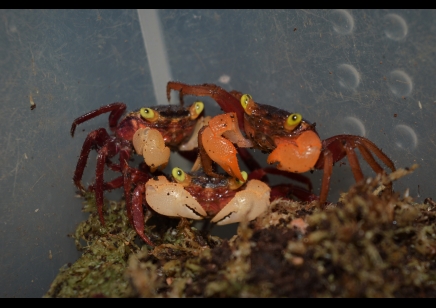 Geosesarma pontianak - White Mandarin Vampire Crab 5 left