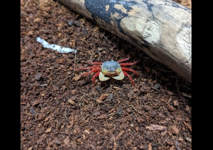 Geosesarma pontianak - White Mandarin Vampire Crab 5 left