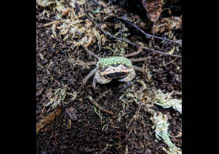 Metasesarma obesum - Green Batik Crab