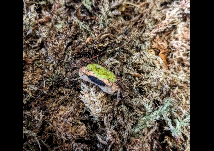 Metasesarma obesum - Green Batik Crab