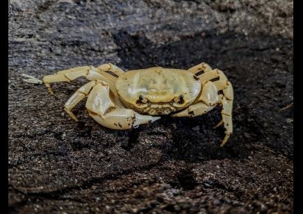 Terrathelphusa kaufen - Banana Crab (new to the hobby)