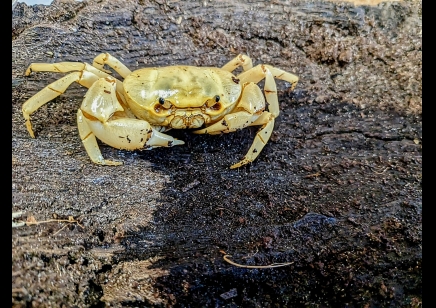 Terrathelphusa kaufen - Banana Crab (new to the hobby) 8 left