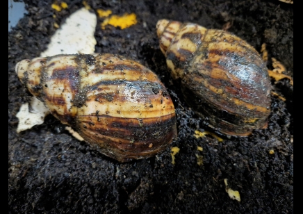 Archachatina Marginata Cameroon 