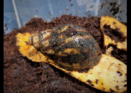 Archachatina Marginata Cameroon 