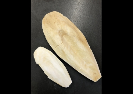 Cuttlebone large size to 20cm approx 60g