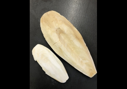 Cuttlebone medium size to 15cm approx 30g