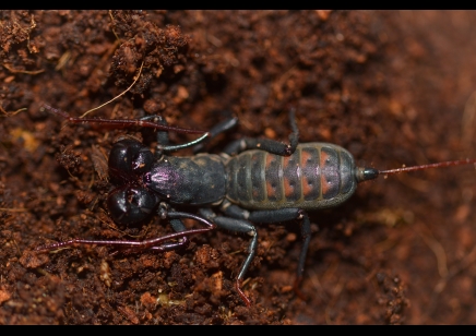 Thelyphonus sp red back