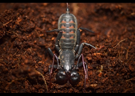 Thelyphonus sp red back