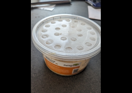 1: feeder flies - Drosophila melanogaster - Golden Fruit Fly Culture - very small feeder fly