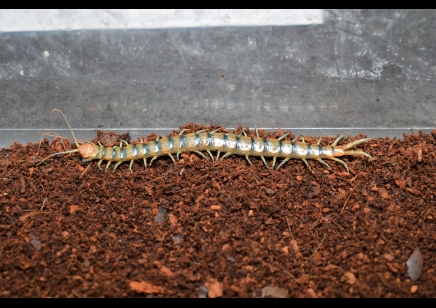 Scolopendra Polymorpha 