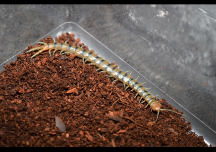 Scolopendra Polymorpha 