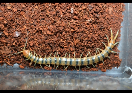 Scolopendra Polymorpha 