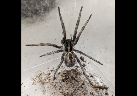 Hogna coloradensis - Desert Wolf Spider