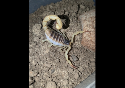 Hadrurus obscurus - Californian desert hairy