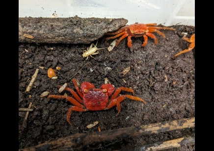Geosesarma dennerle - Tomato vampire crab (red ruby) 7 left
