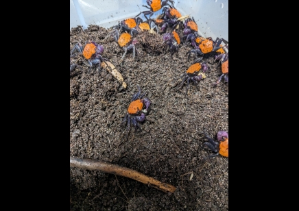 Geosesarma dennerle - Halloween Vampire Crab (Tangerine) 3 left