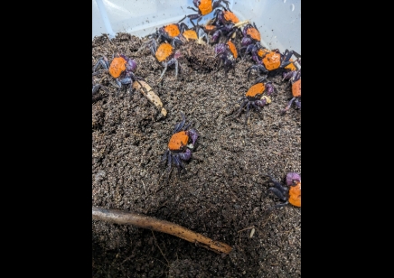 Geosesarma dennerle - Halloween Vampire Crab (Tangerine)