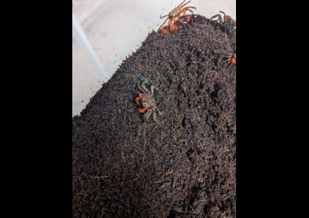 Geosesarma dennerle - Marble Vampire Crab - 16 left Males left only *Special discount*