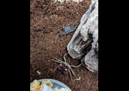 Geosesarma dennerle - Orchid Vampire Crab 6 left