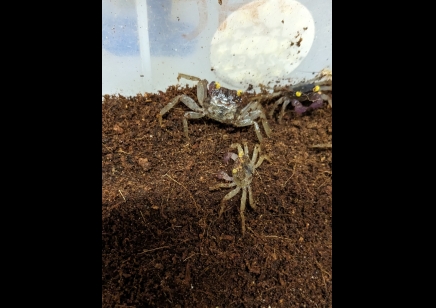 Geosesarma dennerle - Orchid Vampire Crab - Males