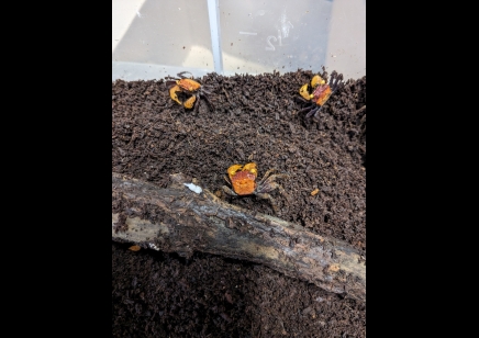 Geosesarma dennerle - Apricot Vampire Crab 16 left
