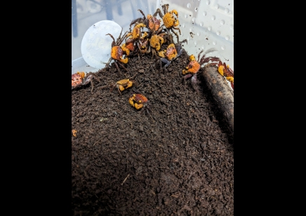 Geosesarma dennerle - Apricot Vampire Crab 16 left
