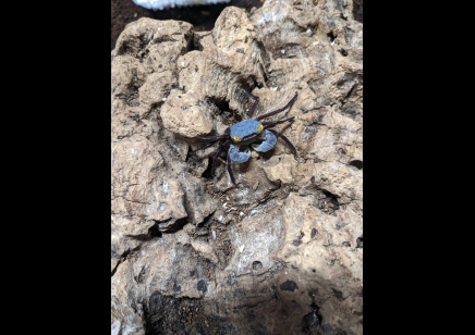 Geosesarma dennerle - Graphite Grey Vampire Crab - 13 left Males left only *Special discount*