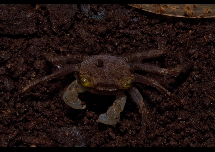 Geosesarma dennerle - Graphite Grey Vampire Crab