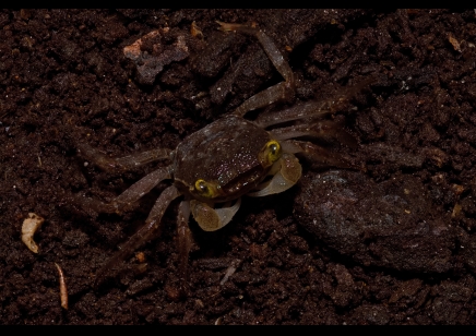 Geosesarma dennerle - Graphite Grey Vampire Crab