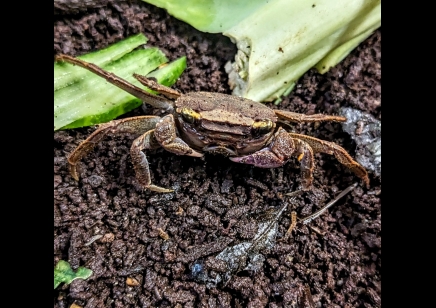 Labuanium vitatum - Christmas Island Tree Climbing Crab