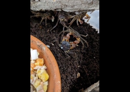 Labuanium vitatum - Christmas Island Tree Climbing Crab