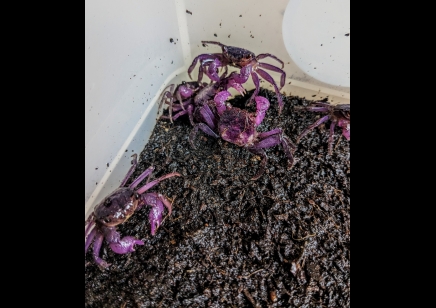 Geosesarma dennerle - Lavender Vampire Crab