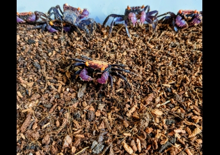 Geosesarma dennerle - Orange Eye Vampire Crab 2 left