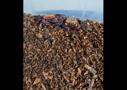 Geosesarma dennerle - Orange Eye Vampire Crab 2 left