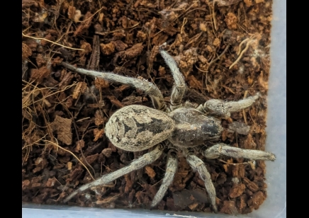 Hogna carolinensis - Carolina Wolf Spider C/B