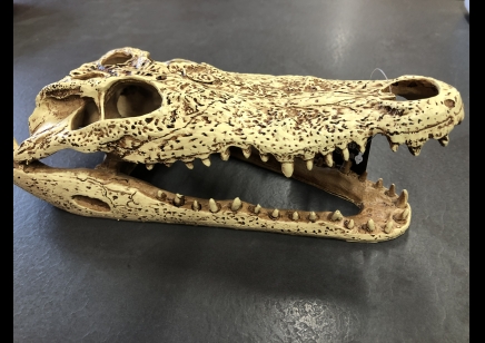 Crocodile Skull- 24L x 11.5W x  8 cm H