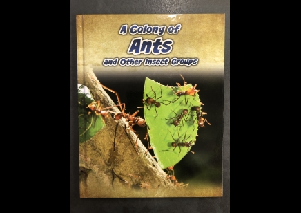 Children: A colony of Ants and other Insect groups