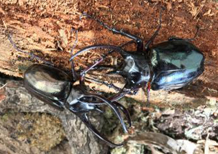 Chalcosoma Caucasus