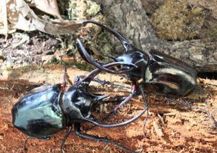 Chalcosoma Caucasus