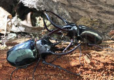 Chalcosoma Caucasus