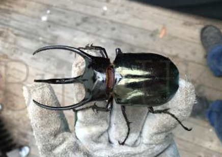 Chalcosoma Caucasus