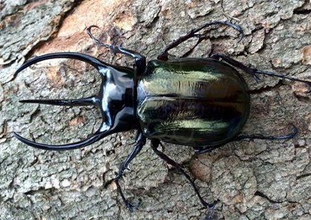 Chalcosoma Caucasus