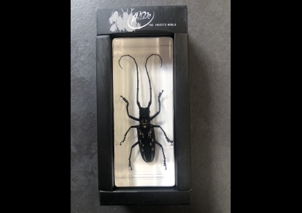 Paperweight Large -  longhorned Beetle set in Resin -Rectangle