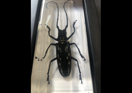 Paperweight Large -  longhorned Beetle set in Resin -Rectangle