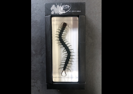 Paperweight Large- centipede set in Resin -Rectangle