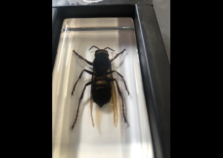 Paperweight Small - Wasp in resin Rectangle