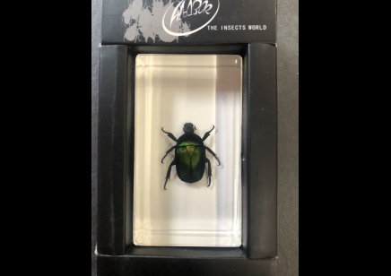 Paperweight Small - Green Rose Chafer Beetle in resin Rectangle