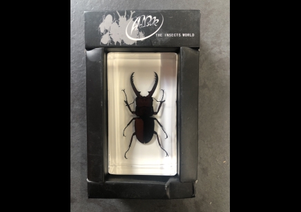 Paperweight Small - Stag Beetle in resin Rectangle